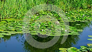 Water Lilies floating in a canal