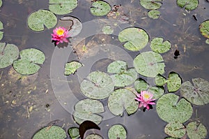 Water lilies floating in a lake