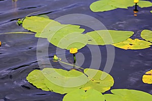 Water lilies with flowers on the lake surface