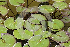 Water lilies without flowers on the water.