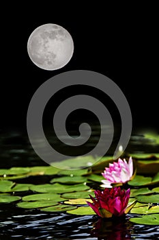 Water Lilies Full Moon