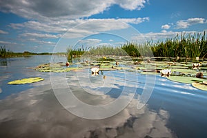 Naturel Lotus flower Ellisiana or Tubtim Siam Water Lily on a sunny reflective water canal