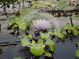 Water lilies with green leaves in the pond