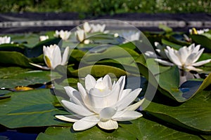 Water lilies green leaves on a pond with white blooming lotus flowers.