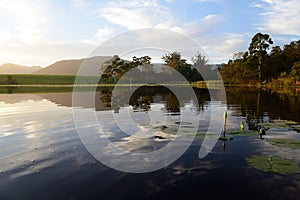 Water lilies with green lotus leafs in dam, Garden Route, South Africa