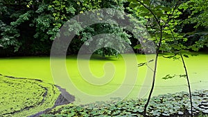 Water lilies and green tina on the lake.