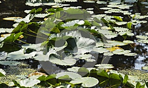 Water lilies growing in a pond in Southeast Alaska in summer