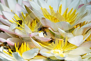 Water lilies and Indian Bees photo
