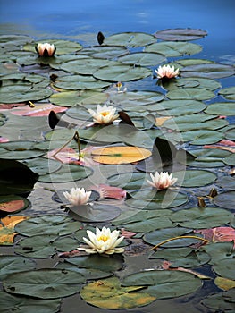 Water-lilies on lake Bled, Slovenia