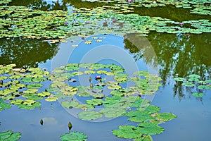 Water lilies lake in a green recreation park