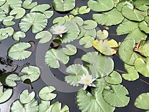 Water lilies in the lake of park Maksimir