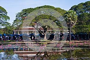 Water lilies at the lake in Siam Reap