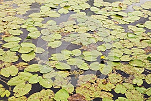 Water lilies on the lake surface