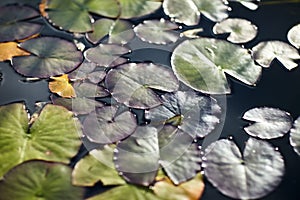 Water lilies and lilies on water close up in open air