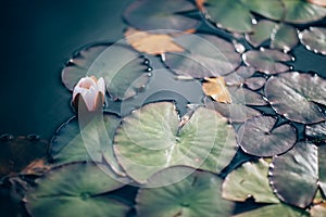 Water lilies and lilies on water close up in open air