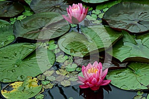 Water Lilies and Lily Pads