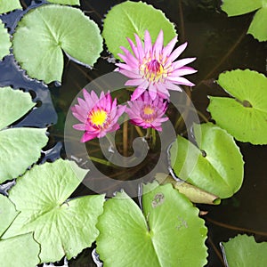 Water Lilies and Lily Pads in Pond