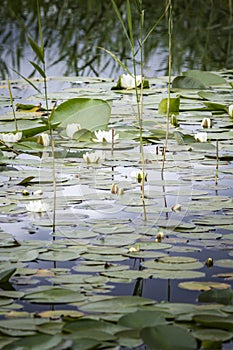 Water Lilies on Loch Garten in the highlands of Scotland.