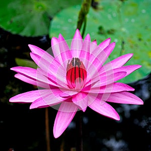 Water Lilies