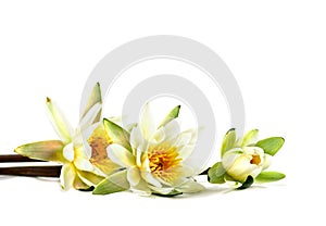 Water lilies Nymphaea candida on a white background with space for text