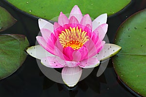 Water lilies Nymphaea flowers in a pond