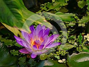 The water lilies Nymphaea are a genus of plants in the family of the water lily plants Nymphaeaceae