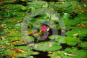 Water lilies nymphaeaceae