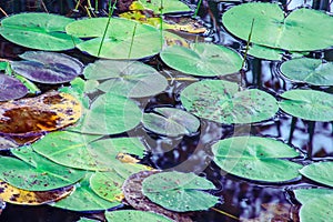 Water lilies - Nymphaeaceae on dark water photo