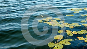 Water lilies or Nymphaeaceae floating on lake water in late summer.