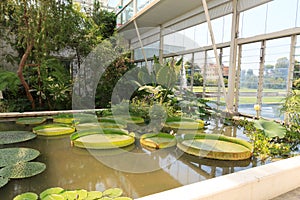 Water lilies Nymphaeaceae in greenhouse at botanical garden Orto botanico in Padua, Italy