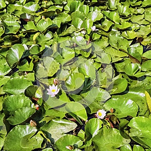 Water lilies / nymphaeaceae or lily pad in Shefield Lake - Uckfield, UK photo
