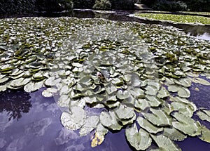 Water lilies - nymphaeaceae or lily pad in Shefield Lake, Uckfield, United Kingdom