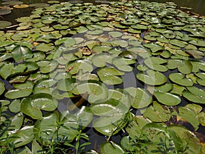 water lilies, Nymphaeaceae plant leave in a pond