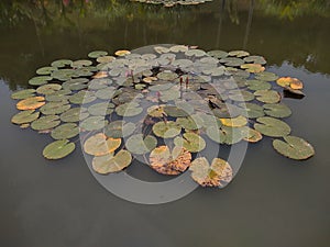 water lilies, Nymphaeaceae plant leave in a pond