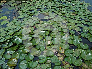 water lilies (Nymphaeaceae) plants in a pond