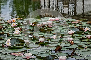 The water lilies in a old pond