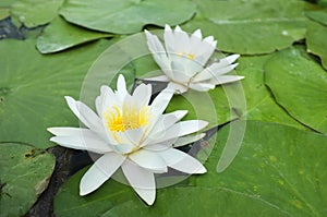 Water-lilies over green leaves on the pond.