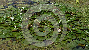 Water lilies in overgrown pond on summer sunny day