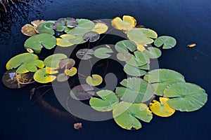 Water lilies pads - Nymphaeaceae - floating in a pool