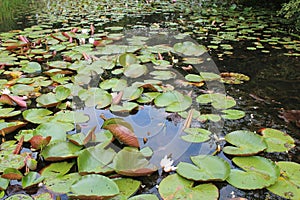 water lilies in a park in vendÃ©e (france) photo