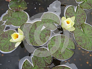 Water Lilies and Pennies