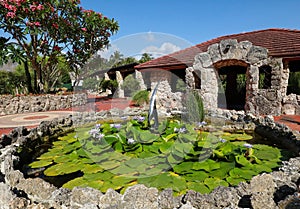 Water lilies at Pinecrest Gardens