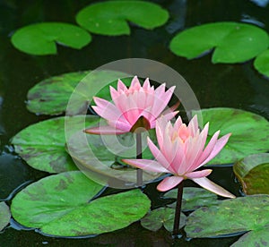 Water lilies in pink