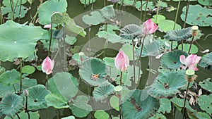 Water Lilies Pink High Definition Stock Footage