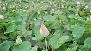 Water Lilies Pink High Definition Stock Footage