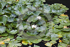 Water-lilies in a pond