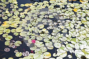 Water-lilies in a pond