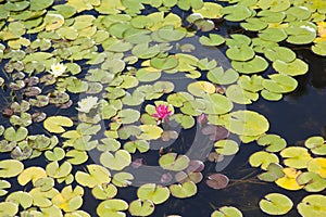 Water-lilies in a pond