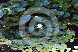 Water-lilies in a pond