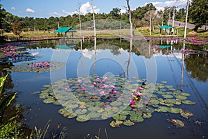 Water lilies on a pond